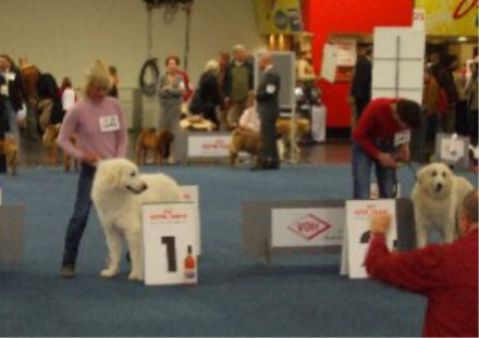 Hundeausstellung_Oktober_2008_042_a